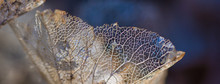 Lace Leaves Texture Macro Background Web Banner.  Dried, Perforated Hydrangea Leaves On Blurred Background, Light And Shadows Contrast, A Concept For Ageing, Fading Away, Passing Time And A Fragility 