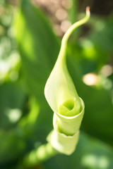 Arum blanc, Calla