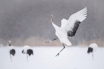 Wall Mural - The Red-crowned crane, Grus japonensis The crane is dancing in beautiful artick winter environment Japan Hokkaido Wildlife scene from Asia nature.