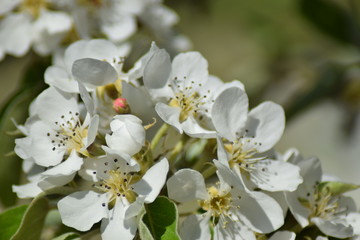 Wall Mural - flower in the sunlight with happy colors for good feelings and vibes. Green in the background of the photograph. Close up of flower during spring