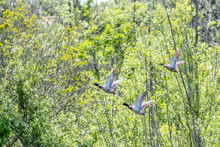 Trois Canards Col Vert En Vol
Green-necked Ducks In Flight
