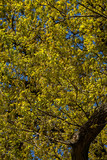 Fototapeta  - Ein Eichenbaum im Frühling mit noch gelblichen Blättern