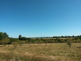 green garden in the forest. meadow in summer season