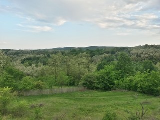 green garden in the forest. meadow in summer season