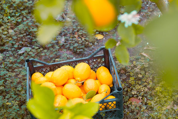 Wall Mural - The Yellow Lemon Tree. Ripe lemons hanging on the tree. Tree branch at the sunny garden.