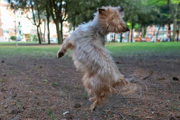 yorkshire terrier dog playing in the park with pine cones, small dog jumping in the green meadow on a beautiful day