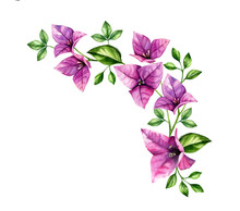 Watercolor Bougainvillea Branch. Corner Design Element. Violet Tropical Flowers Arrangement. Hand Painted Floral Background. Botanical Illustrations Isolated On White