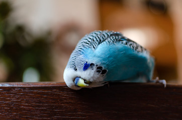 budgerigar, small talking male of blue color, cute playful pet