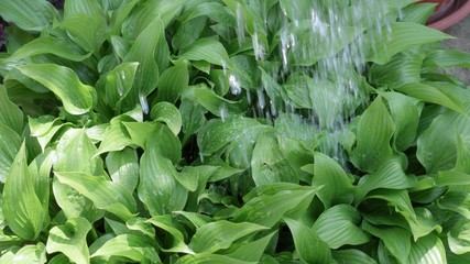 Watering a green plant with a watering can.