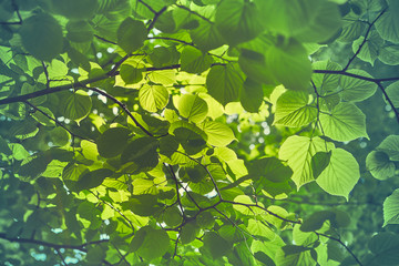 Close up of green spring leaves. Nature background