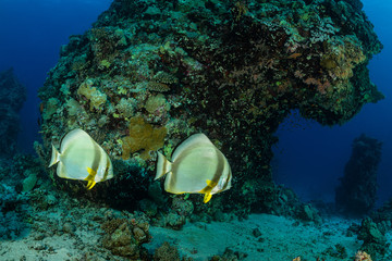 two couple of circular spadefish fish