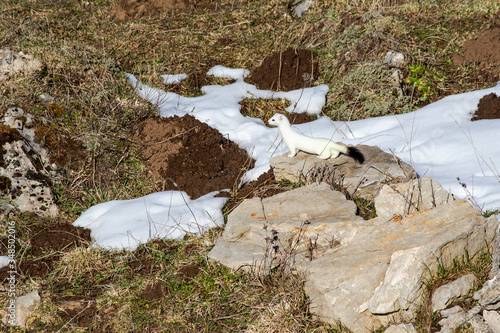Cuadros en Lienzo ermine (Mustela erminea) on a rock in its territory, with a white winter coat