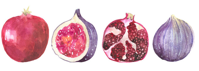 Hand drawn watercolor painting on white background. illustration of fruit fig