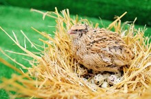 A Domestic Quail Sits In A Nest And Hatches Quail Eggs.Poultry Farm, Agriculture