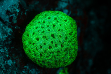 tropical reef coral glows fluorescent green excited by UV light