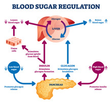 Blood Sugar Regulation Vector Illustration. Labeled Process Cycle Scheme.