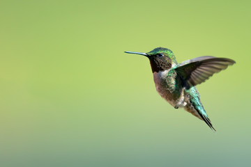 Wall Mural - portrait of a male ruby-throated hummingbird.