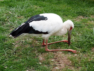 white stork ciconia cigüeña maguari