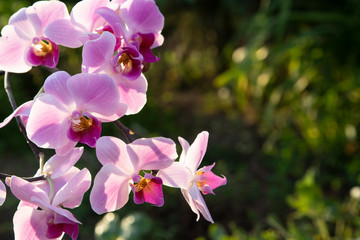 Pink plant blossom bloom in sunshine green bokeh