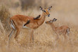Impala female with her newborn calf standing on the savanna in Kruger National Park in South Africa