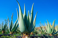 Plantation Of Medicinal Aloe Vera Plant In The Canary Islands