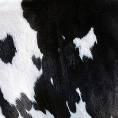 closeup of part black and white hide of spotted cow