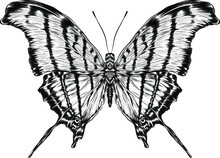 Monarch Butterfly Black And White Coloring