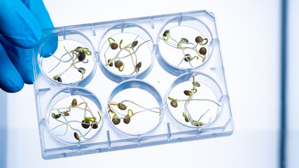 Poster - Microgreen sprouts quality control in Sanitary and epidemiological control laboratory