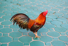 Colorful Rooster Walking On The Green Paving Stones In Thailand