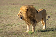 Windswept Male Lion Standing In Short Grass
