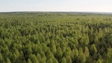 Fototapeta  - Summer mixed forest shot from the air. Top view of the mixed forest. Aerial drone shot of beautiful scenery. Flying over the green trees.