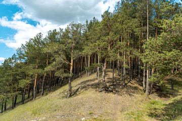 Pine forest