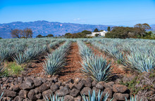 Blue Agave Field In Tequila, Jalisco, Mexico