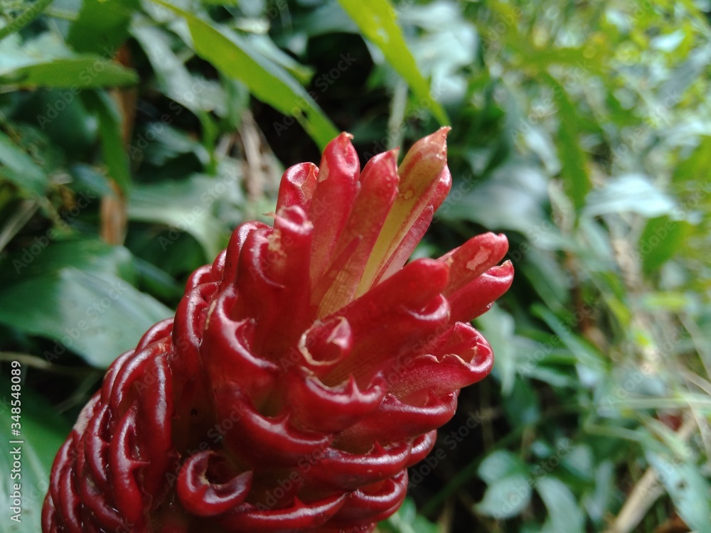Bitter ginger (Zingiber zerumbet, shampoo ginger, pinecone ginger, awapuhi,  lempuyang) is a species of plant in the ginger family. Sometime used as  food flavoring and appetizers in various cuisines. Stock Photo |