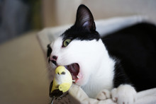 Black White Cat Playing With Toy Bird Close Up