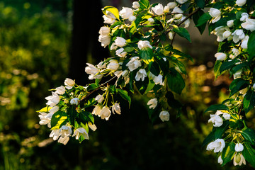 blooming white apple tree on a sunny day