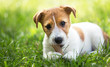 © Reddogs - Healthy cute happy pet dog puppy chewing snack bone, cleaning his teeth in the grass, web banner