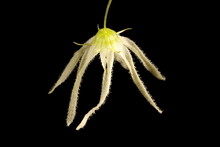 Wild Cucumber (Echinocystis Lobata). Flower Closeup