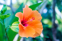 Close-up Of Orange Hibiscus Blooming Outdoors