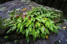 Shieldferns (Dryopteridaceae) Cover Rocky Outcrop After Fall Rains