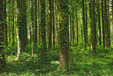 Fototapeta Las - Märchenwald - Fichtenwald mit Efeubewachsenen Bäumen