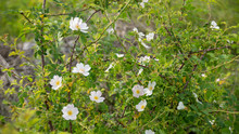 
Lovely Rose Hips Bush In Bloom, In Spring