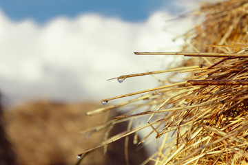 raindrops on hay straws