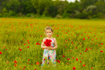 Wall Mural - Beautiful child picking flowers in poppy field