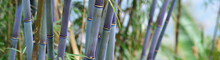 Panoramic Green And Blue Bamboo Jungle Background With Copy Space.