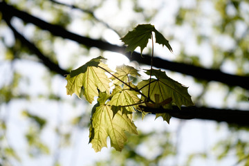 maple leaves in the glow of the sun on the tree