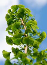 Leaves Of A Ginkgo Biloba Tree,Maidenhair Tree , Ginkgophyta.