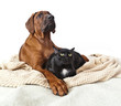 Rhodesian Ridzhbek puppy with black cat together isolated on white