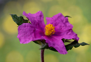 Cistus crispus curled leaved rock rose plant with deep purple pink flowers with stamens and orange pistil on homogeneous green background