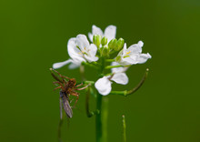 
Spider Holds A Fly Sitting On A Flower